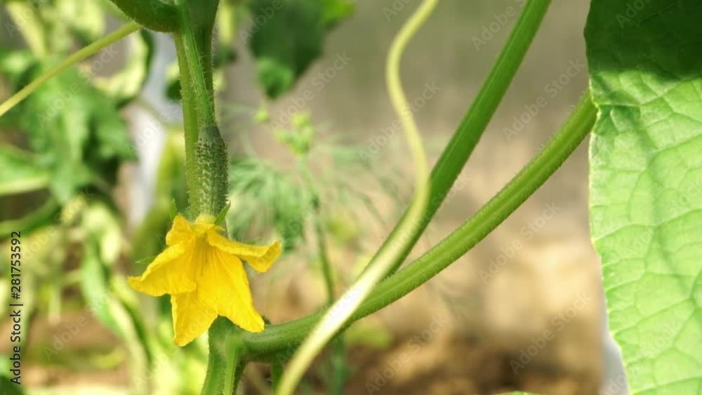 Close up of ripening young green cucumber with yellow inflorescence in greenhouse, beginning of flowering of harvest of vegetables.