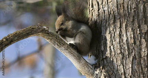 Lockdown shot of Japanese Red Squirrel in winter, Otofuke, Hokkaido photo