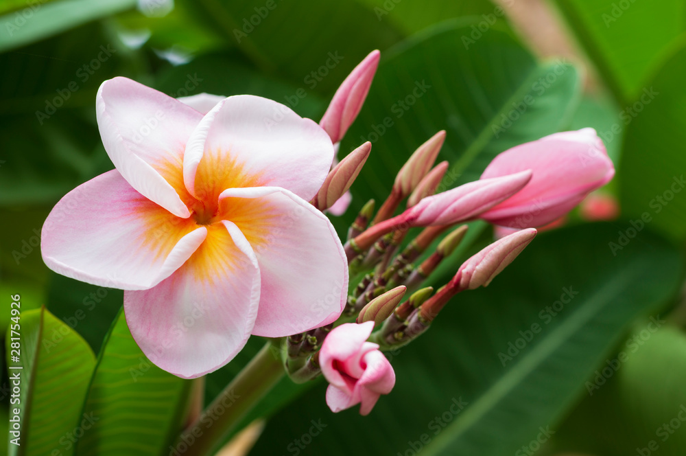 pink plumeria  flowers with leaves background