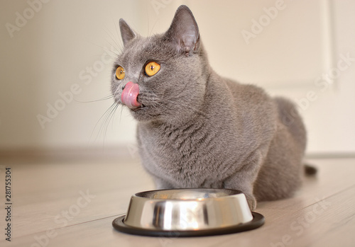 Pregnant british shorthair cat with expressive orange eyes waiting for Food. Cat licks his lips. Cat's tongue.
