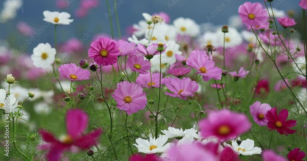 Close up of cosmos flowers in field, Iijima, Nagano Prefecture, Japan Close up of cosmos flowers in field, Iijima, Nagano Prefecture, Japan