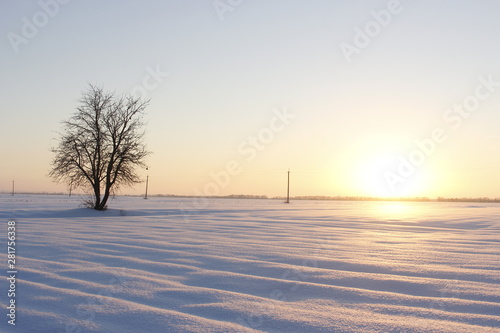 Beautiful image of lonely tree on large snow-covered field