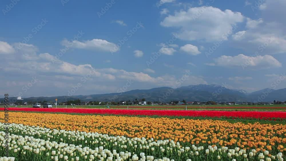 View of field of tulips, Tonami, Toyama Prefecture, Japan View of field of tulips, Tonami, Toyama Prefecture, Japan