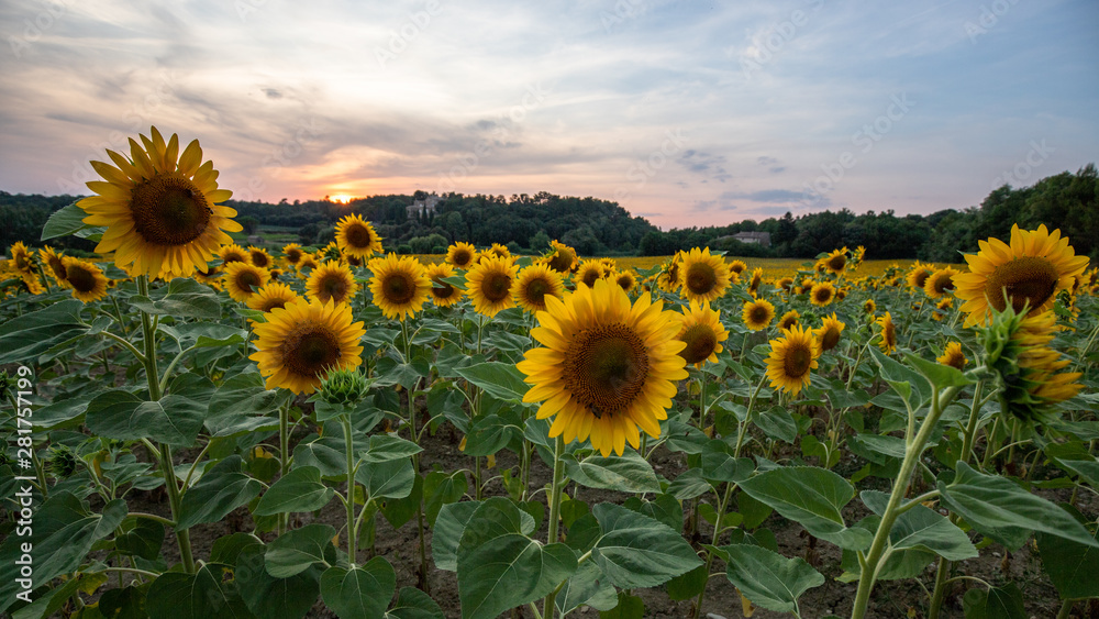 Fototapeta premium Sunflower field seen in Provence