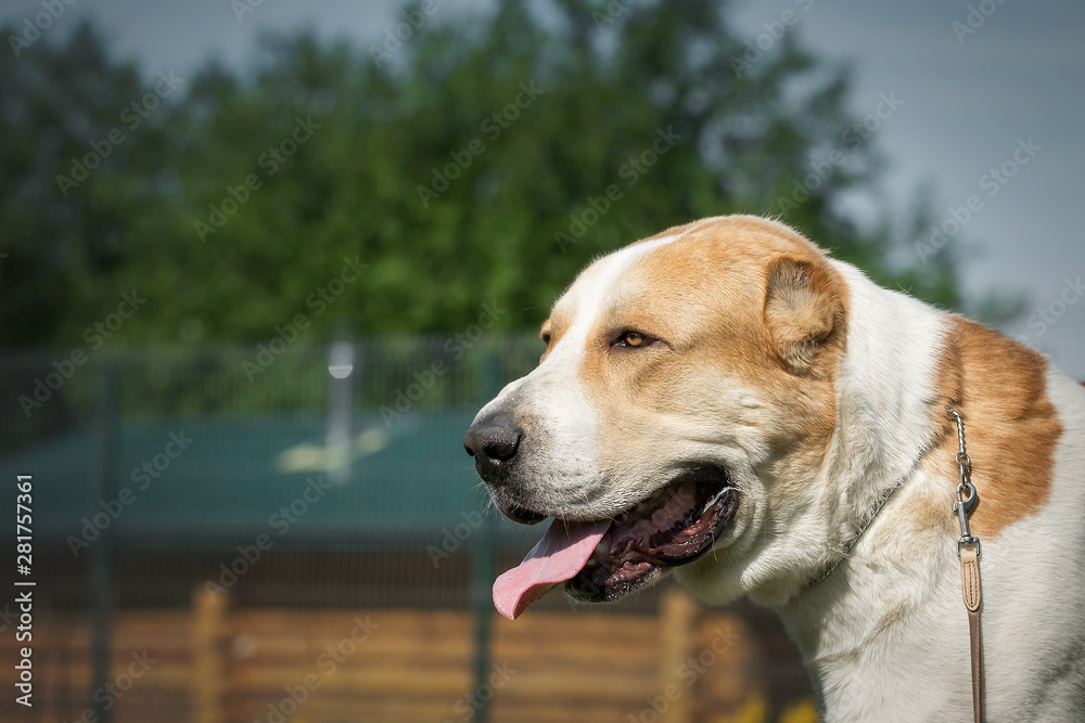 Central Asian Shepherd Dog in garden Central Asian Shepherd Dog in garden