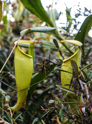 View to pitcher plant of Nepenthes,Atsinanana region, Madagascar photo