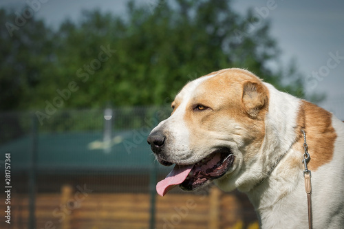 Central Asian Shepherd Dog in garden photo