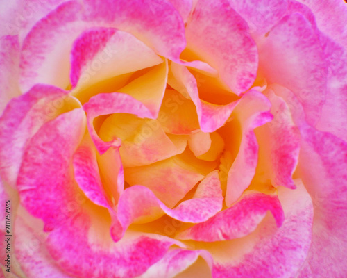 soft and airy pink rose flower top view close up