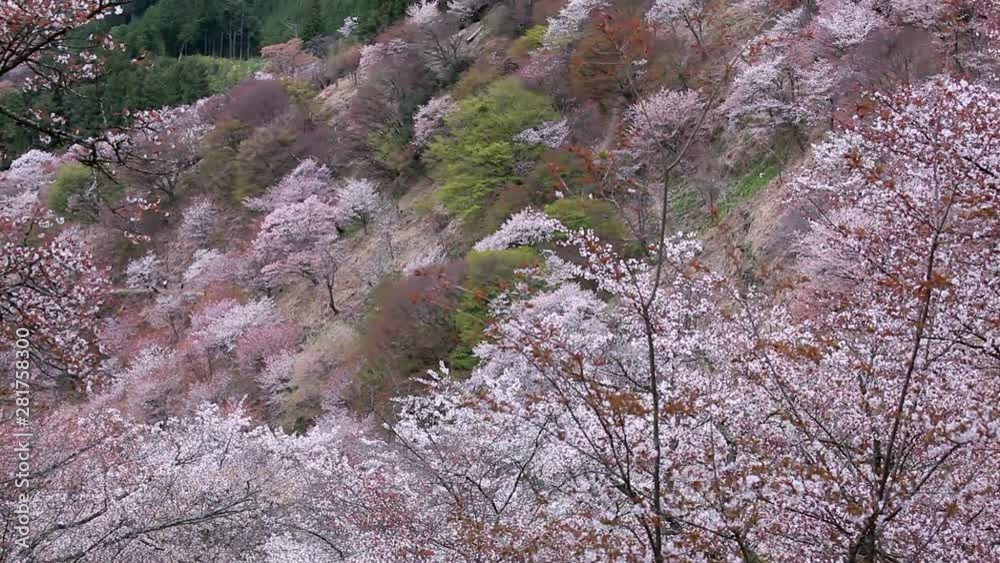 Blossoming cherry trees, Mount Yoshino, Nara Prefecture, Japan Blossoming cherry trees, Mount Yoshino, Nara Prefecture, Japan