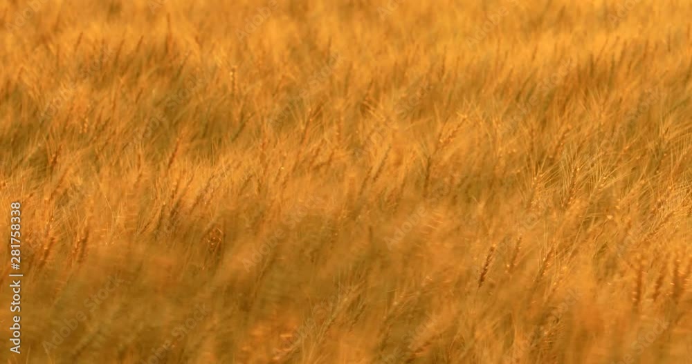 View of wheat field during wind, Japan View of wheat field during wind, Japan
