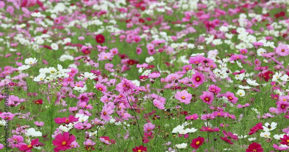 Close up of cosmos flowers in field, Iijima, Nagano Prefecture, Japan Close up of cosmos flowers in field, Iijima, Nagano Prefecture, Japan