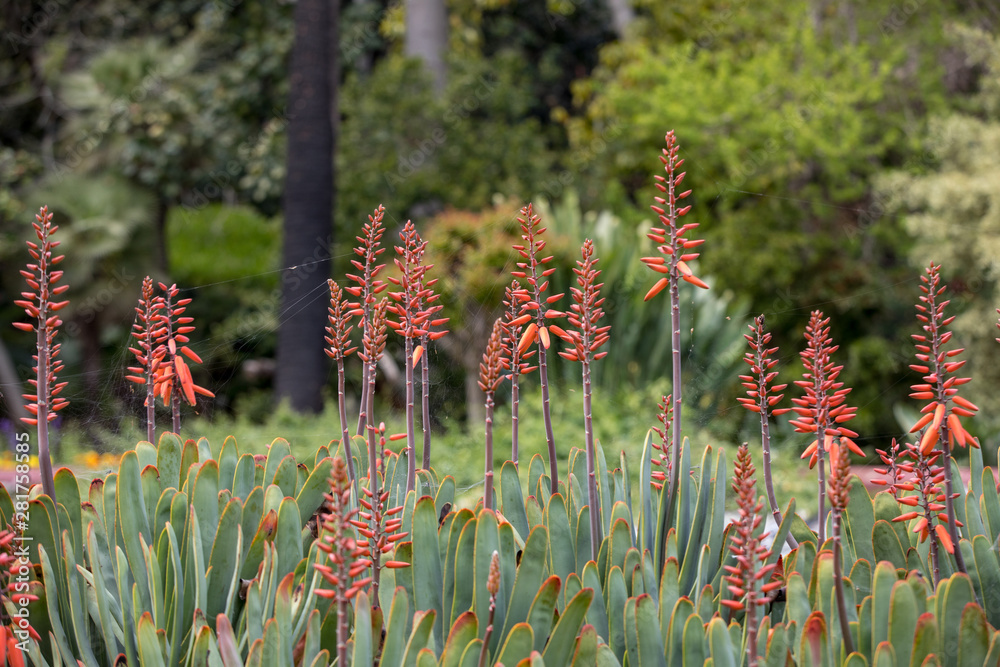 Aloe plant in bloom. Spectacular tall bright orange tubular flower spikes  of an Aloe succulent species in bloom are decorative and long lasting foto  de Stock | Adobe Stock