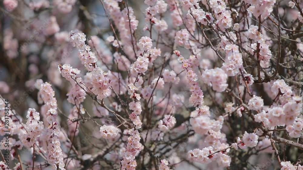 Beautiful spring sunny floral backround. Closeup view of beautiful flowers of apricot tree isolated at blue sky. Real time full hd video footage. Beautiful spring sunny floral backround. Closeup view of beautiful flowers of apricot tree isolated at blue sky. Real time full hd video footage.