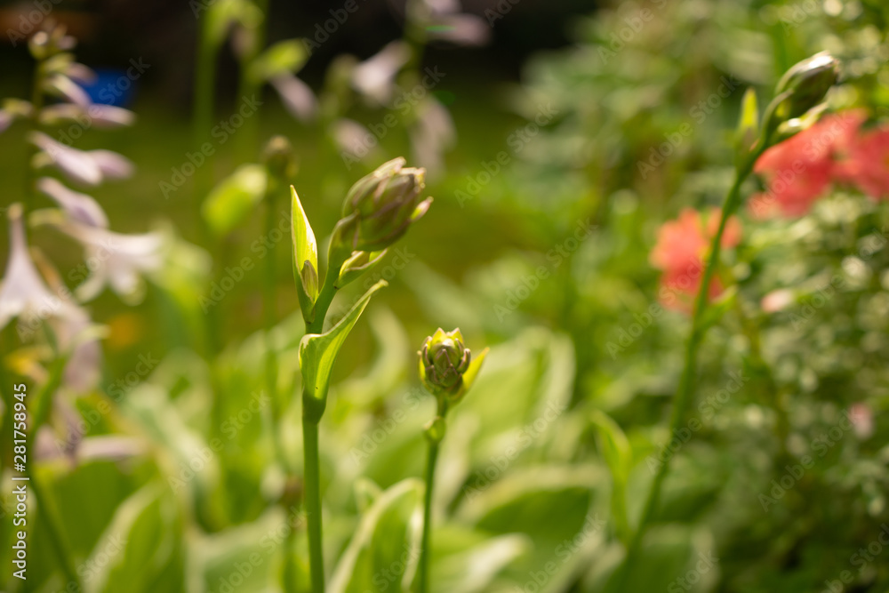 beautiful flowers in the garden beautiful flowers in the garden