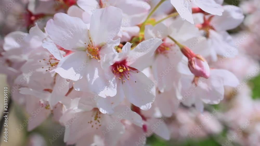 Close up of Japanese cherry blossom, Japan Close up of Japanese cherry blossom, Japan