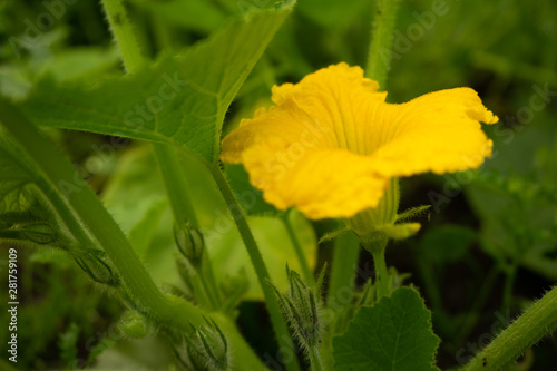 flowers and cucumber ovary