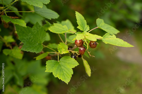 black currant berries