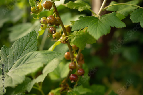red currant berries