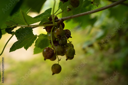 red currant berries