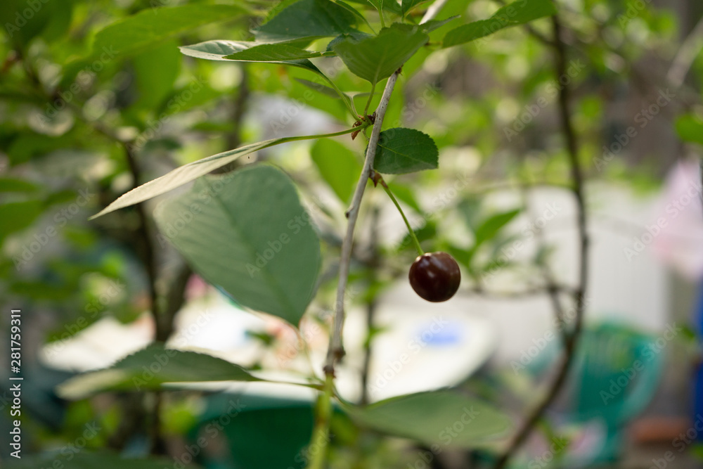 cherry in the city garden cherry in the city garden