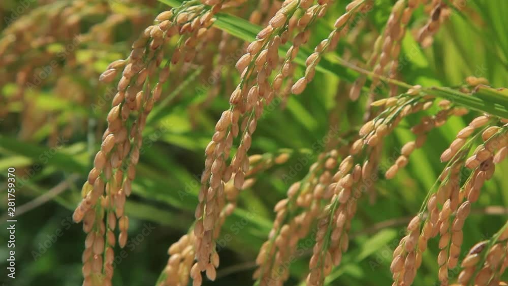 Close up of rice ears, Nantan, Kyoto Prefecture, Japan Close up of rice ears, Nantan, Kyoto Prefecture, Japan