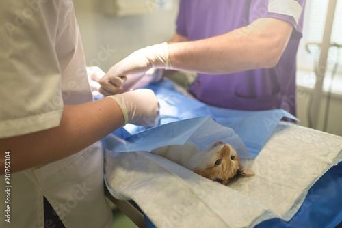 Vet doing the operation for sterilization. The cat on the operating table in a veterinary clinic. Cat in a veterinary surgery , the uterus and ovaries of a cat during surgery.