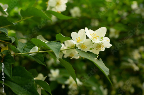 Jasmine in bloom