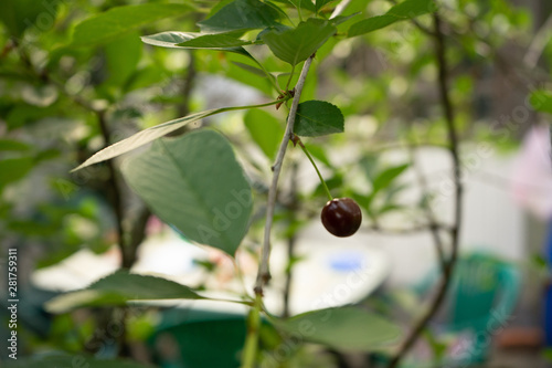 cherry in the city garden