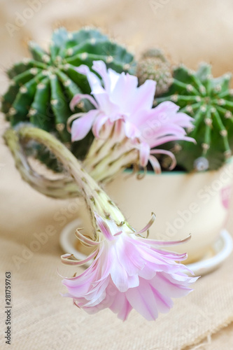 A macro closeup of a beautiful silky pink tender Echinopsis Lobivia cactus flower and green thorny spiky plant