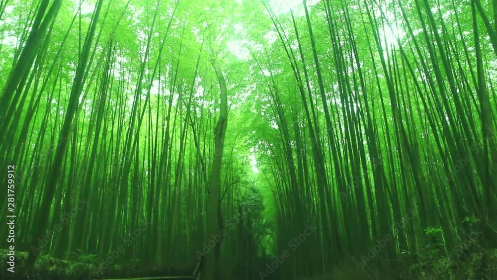 View of path in forest, Kyoto City, Kyoto Prefecture, Japan View of path in forest, Kyoto City, Kyoto Prefecture, Japan