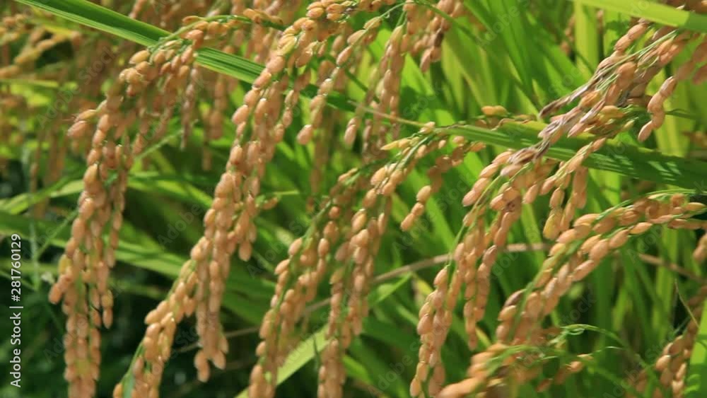 Close up of rice ears, Nantan, Kyoto Prefecture, Japan Close up of rice ears, Nantan, Kyoto Prefecture, Japan