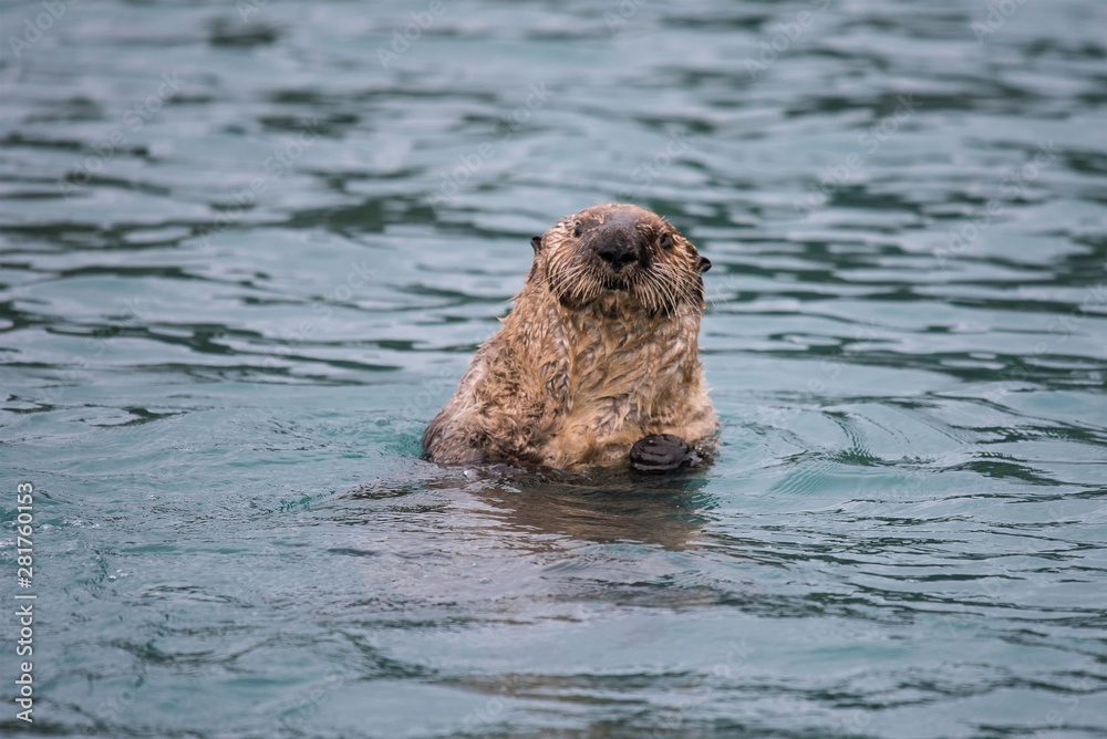 Seeotter. Seeottern sind neugierig und wachsam zugleich, wodurch sie sich vor natürlichen Feinden schützen. Sie sind ausgezeichnete Schwimmer und Taucher und sehr sozial. Seeotter. Seeottern sind neugierig und wachsam zugleich, wodurch sie sich vor natürlichen Feinden schützen. Sie sind ausgezeichnete Schwimmer und Taucher und sehr sozial.