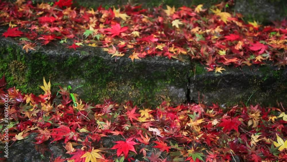 Tilt up of old stone steps in autumn leaves Tilt up of old stone steps in autumn leaves