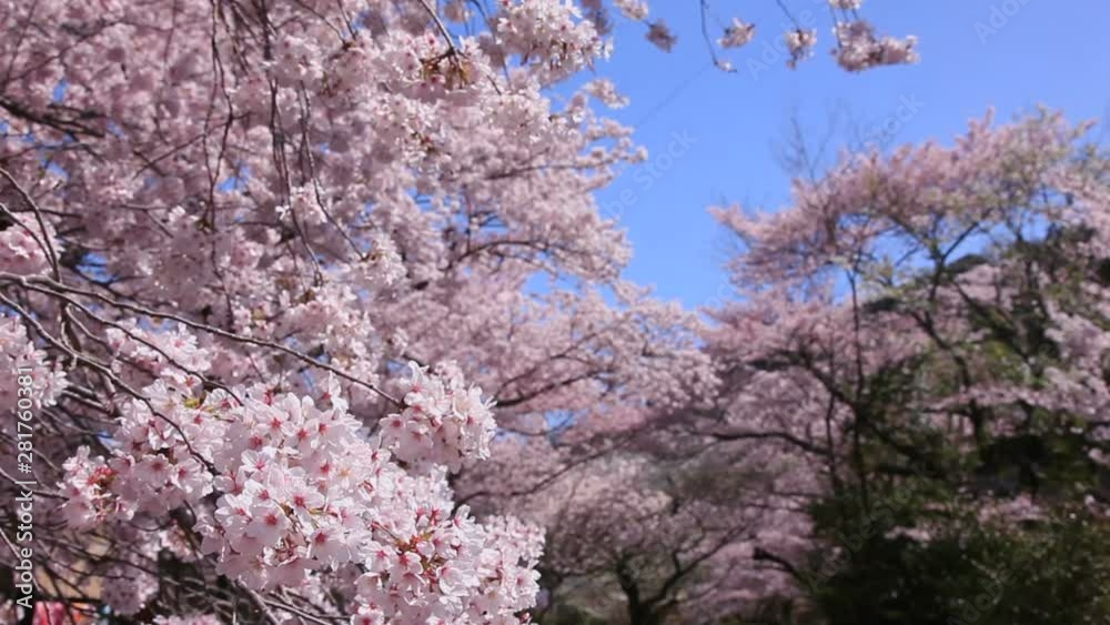 Cherry blossom, Philosophers Walk, Kyoto City, Japan Cherry blossom, Philosophers Walk, Kyoto City, Japan