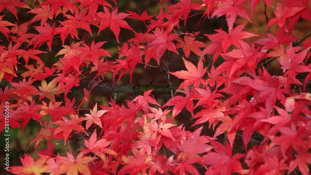 Close up of Japanese maple autumn leaves