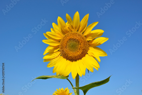 Sunflower. Inflorescence of a blooming sunflower close-up against a bright blue cloudless sky.