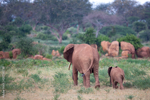 A large family of red elephants on their way through the Kenyan savanna