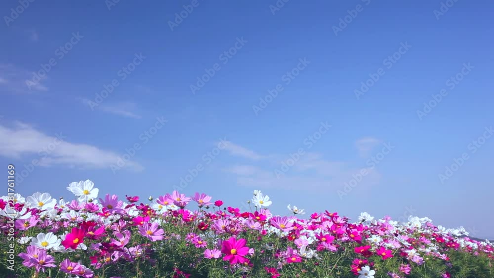 Field of cosmos flowers swaying in wind Field of cosmos flowers swaying in wind