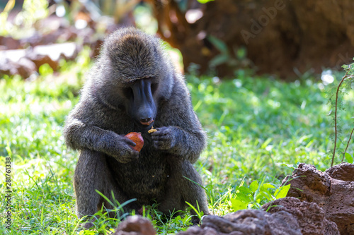 Tapety artystyczne A baboon has found a fruit and nibbles on it