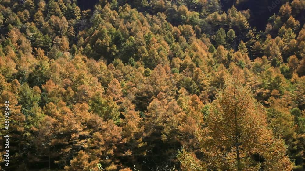 Japanese larch forest in autumn, Shimosuwa, Nagano Prefecture, Japan Japanese larch forest in autumn, Shimosuwa, Nagano Prefecture, Japan