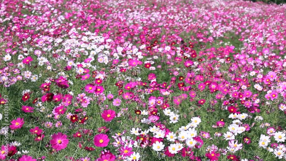 Field of cosmos flowers swaying in wind Field of cosmos flowers swaying in wind
