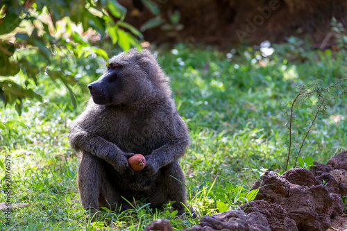 Obraz na płótnie A baboon has found a fruit and nibbles on it