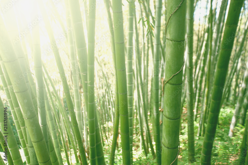 Naklejka premium Bamboo grove forest. Underwood view. Exotic tropical nature