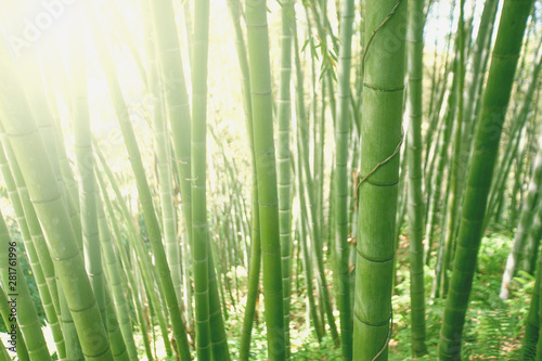 Fototapeta Naklejka Na Ścianę i Meble -  Bamboo grove forest. Underwood view. Exotic tropical nature
