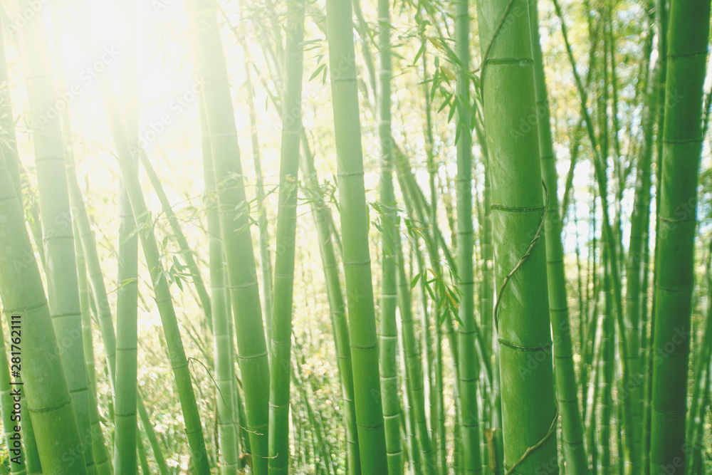 Bamboo grove forest. Underwood view. Exotic tropical nature Bamboo grove forest. Underwood view. Exotic tropical nature