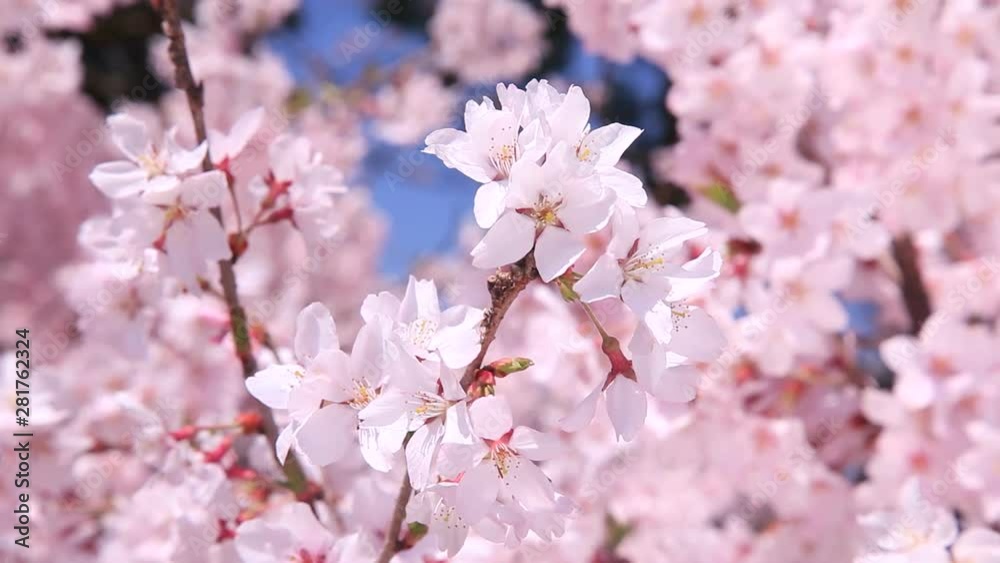 Close up of Higan cherry blossom, Japan Close up of Higan cherry blossom, Japan