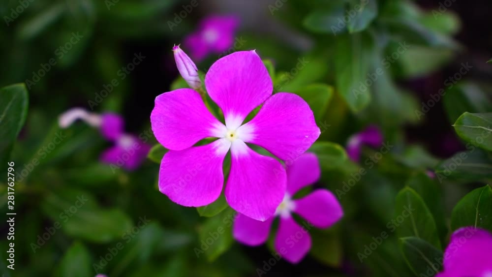 Pink, purple periwinkle on garden. Close up shot flower with wind, macro shot. Pink, purple periwinkle on garden. Close up shot flower with wind, macro shot.