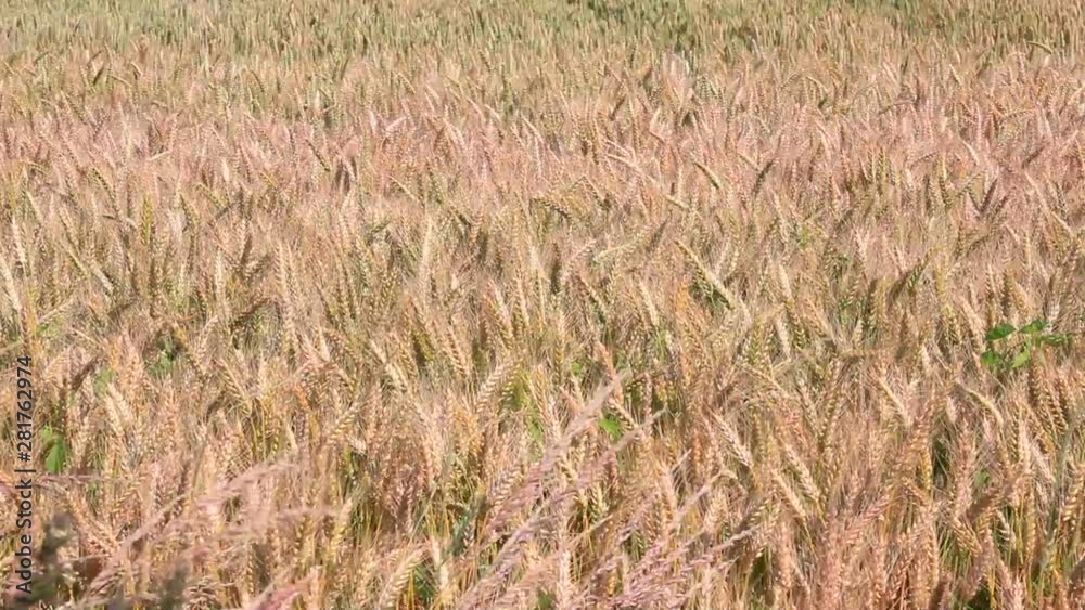 Landscape with wheat field, Normandy, France Landscape with wheat field, Normandy, France