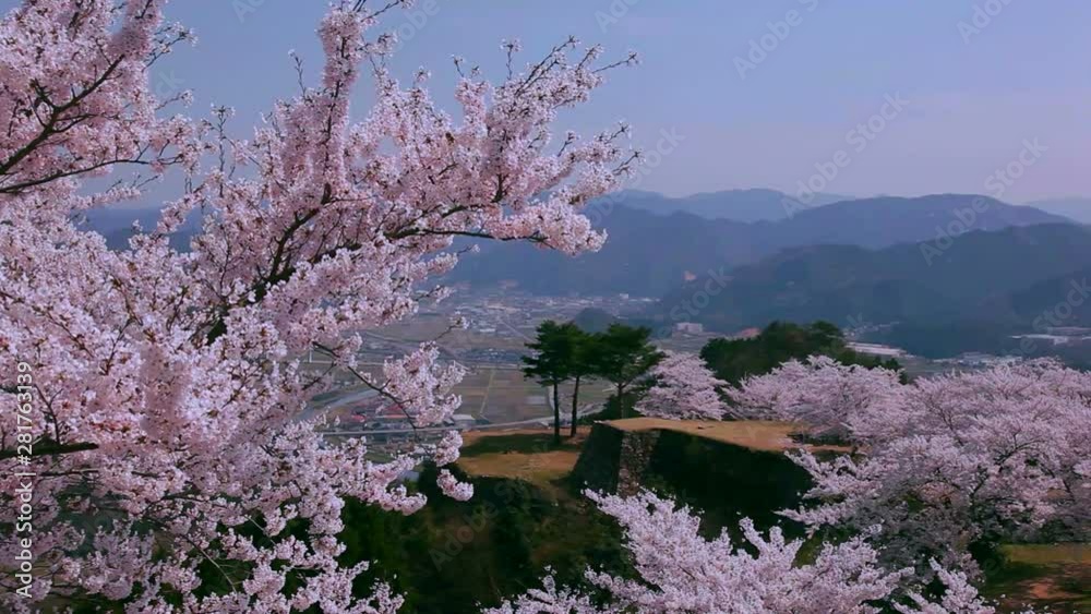 Japanese cherry trees, Takeda Castle, Asago, Hyogo Prefecture, Japan Japanese cherry trees, Takeda Castle, Asago, Hyogo Prefecture, Japan