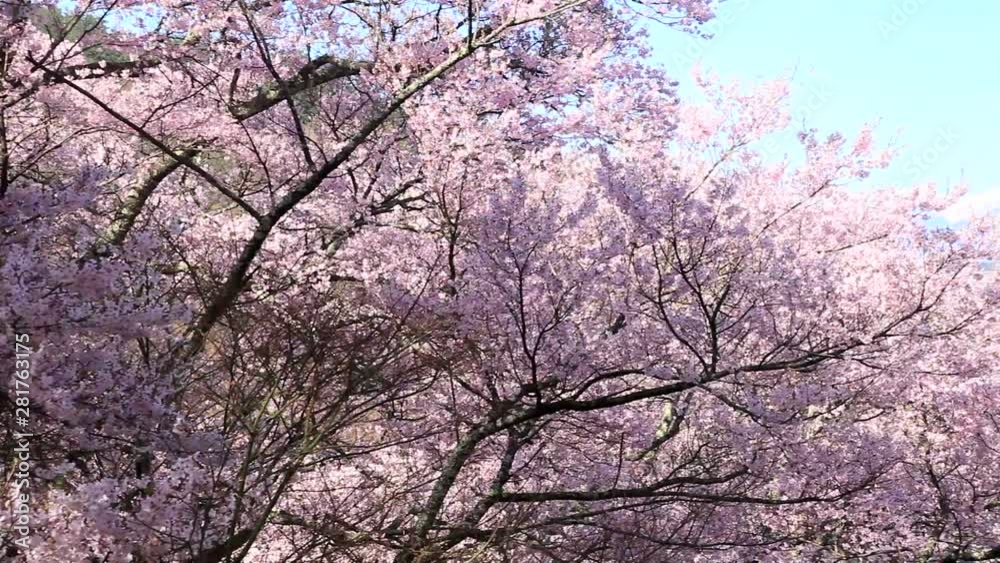 Higan cherries and Central Alps, Ina, Nagano Prefecture, Japan Higan cherries and Central Alps, Ina, Nagano Prefecture, Japan